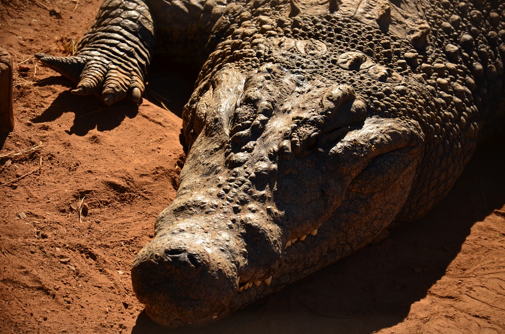 2015-05 South Africa/Phe Zulu/DSC_0066.JPG